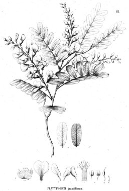 Bitki çizimi. Eski illüstrasyon