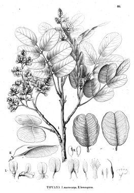 Bitki çizimi. Eski illüstrasyon