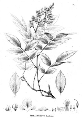 Bitki çizimi. Eski illüstrasyon