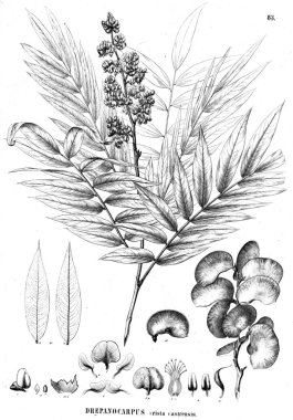 Bitki çizimi. Eski illüstrasyon