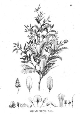 Bitki çizimi. Eski illüstrasyon