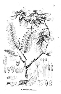 Bitki çizimi. Eski illüstrasyon