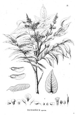 Bitki çizimi. Eski illüstrasyon