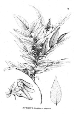 Bitki çizimi. Eski illüstrasyon