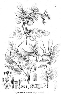 Bitki çizimi. Eski illüstrasyon