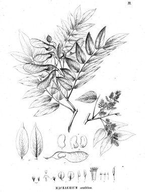 Bitki çizimi. Eski illüstrasyon