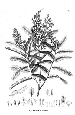 Bitki çizimi. Eski illüstrasyon