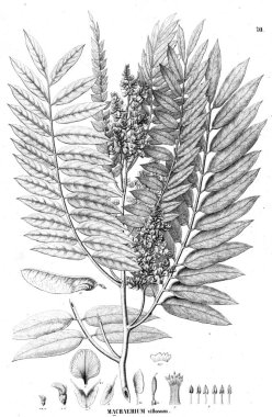 Bitki çizimi. Eski illüstrasyon