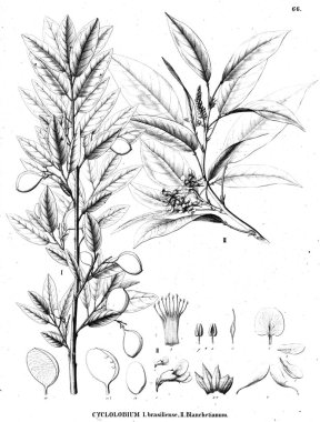 Bitki çizimi. Eski illüstrasyon