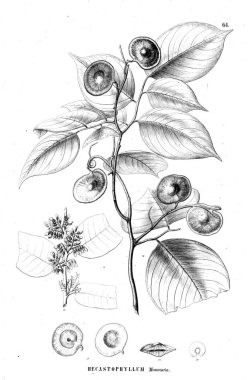 Bitki çizimi. Eski illüstrasyon