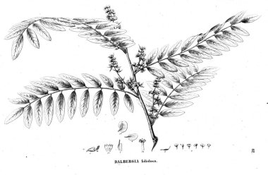 Bitki çizimi. Eski illüstrasyon