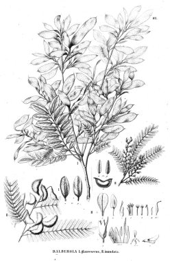 Bitki çizimi. Eski illüstrasyon