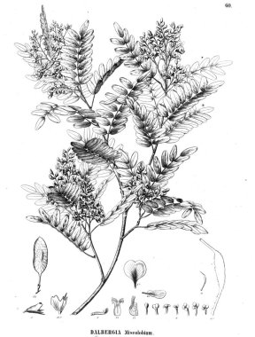 Bitki çizimi. Eski illüstrasyon