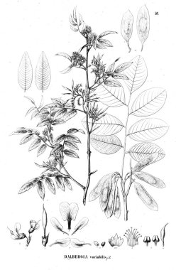 Bitki çizimi. Eski illüstrasyon