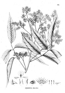 Bitki çizimi. Eski illüstrasyon