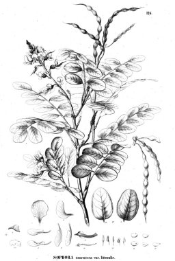 Bitki çizimi. Eski illüstrasyon