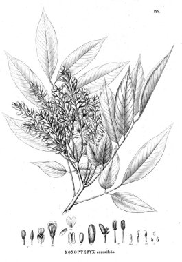 Bitki çizimi. Eski illüstrasyon