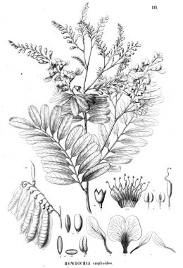 Bitki çizimi. Eski illüstrasyon