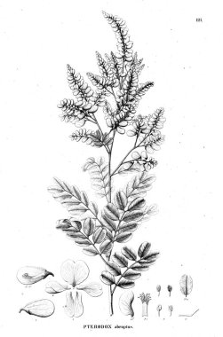 Bitki çizimi. Eski illüstrasyon