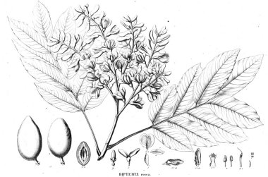 Bitki çizimi. Eski illüstrasyon