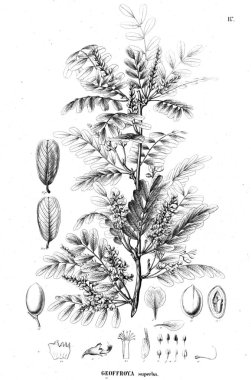 Bitki çizimi. Eski illüstrasyon