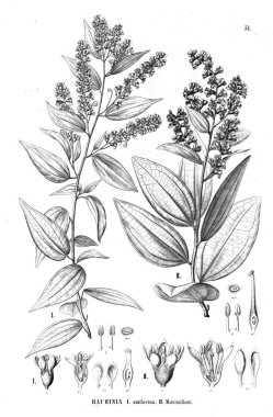 Bitki çizimi. Eski illüstrasyon