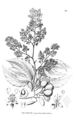 Bitki çizimi. Eski illüstrasyon