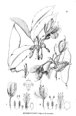 Bitki çizimi. Eski illüstrasyon