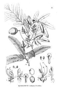 Bitki çizimi. Eski illüstrasyon