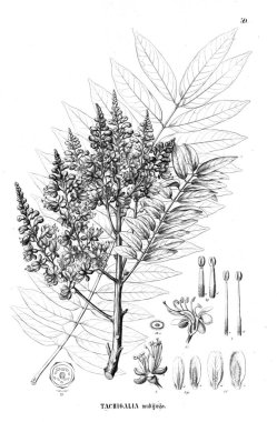 Bitki çizimi. Eski illüstrasyon