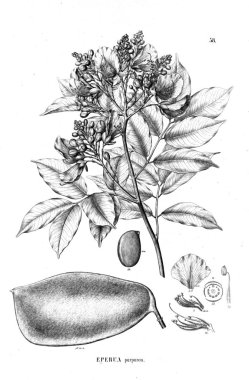 Bitki çizimi. Eski illüstrasyon