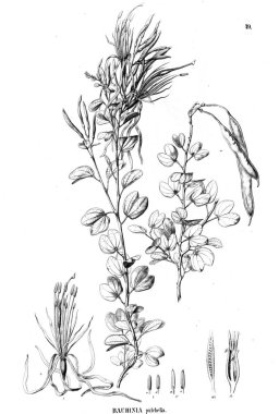 Bitki çizimi. Eski illüstrasyon