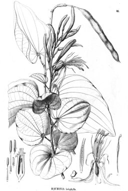 Bitki çizimi. Eski illüstrasyon