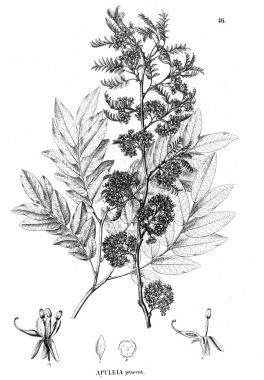 Bitki çizimi. Eski illüstrasyon