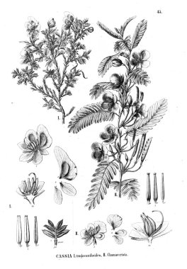 Bitki çizimi. Eski illüstrasyon