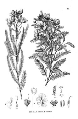 Bitki çizimi. Eski illüstrasyon