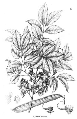 Bitki çizimi. Eski illüstrasyon