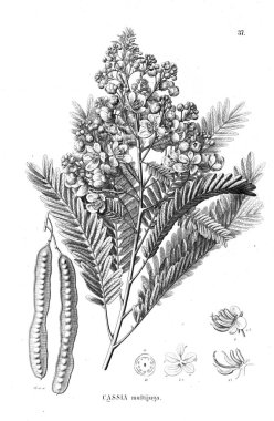 Bitki çizimi. Eski illüstrasyon