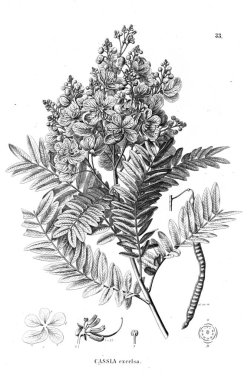 Bitki çizimi. Eski illüstrasyon