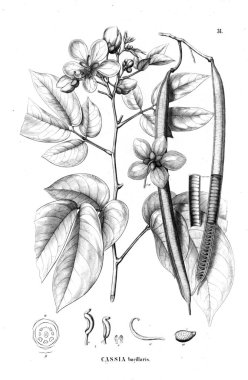 Bitki çizimi. Eski illüstrasyon