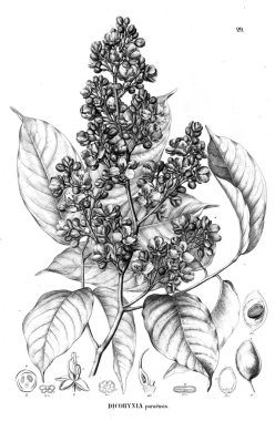 Bitki çizimi. Eski illüstrasyon