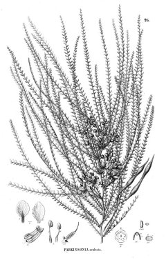 Bitki çizimi. Eski illüstrasyon