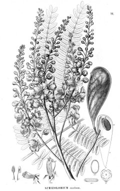 Bitki çizimi. Eski illüstrasyon