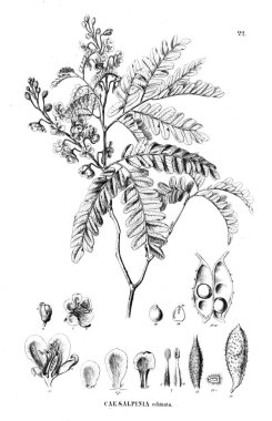 Bitki çizimi. Eski illüstrasyon