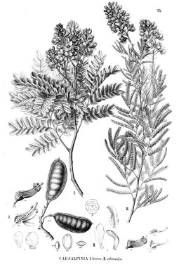 Bitki çizimi. Eski illüstrasyon