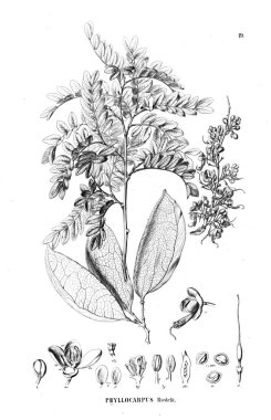 Bitki çizimi. Eski illüstrasyon