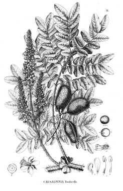 Bitki çizimi. Eski illüstrasyon