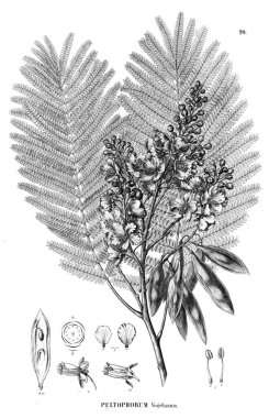 Bitki çizimi. Eski illüstrasyon