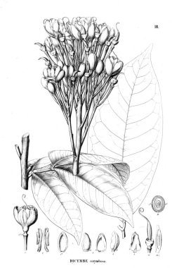 Bitki çizimi. Eski illüstrasyon