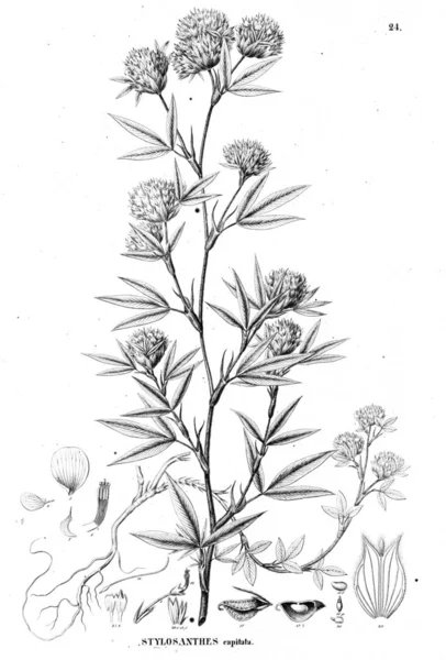 Bitki çizimi. Eski illüstrasyon